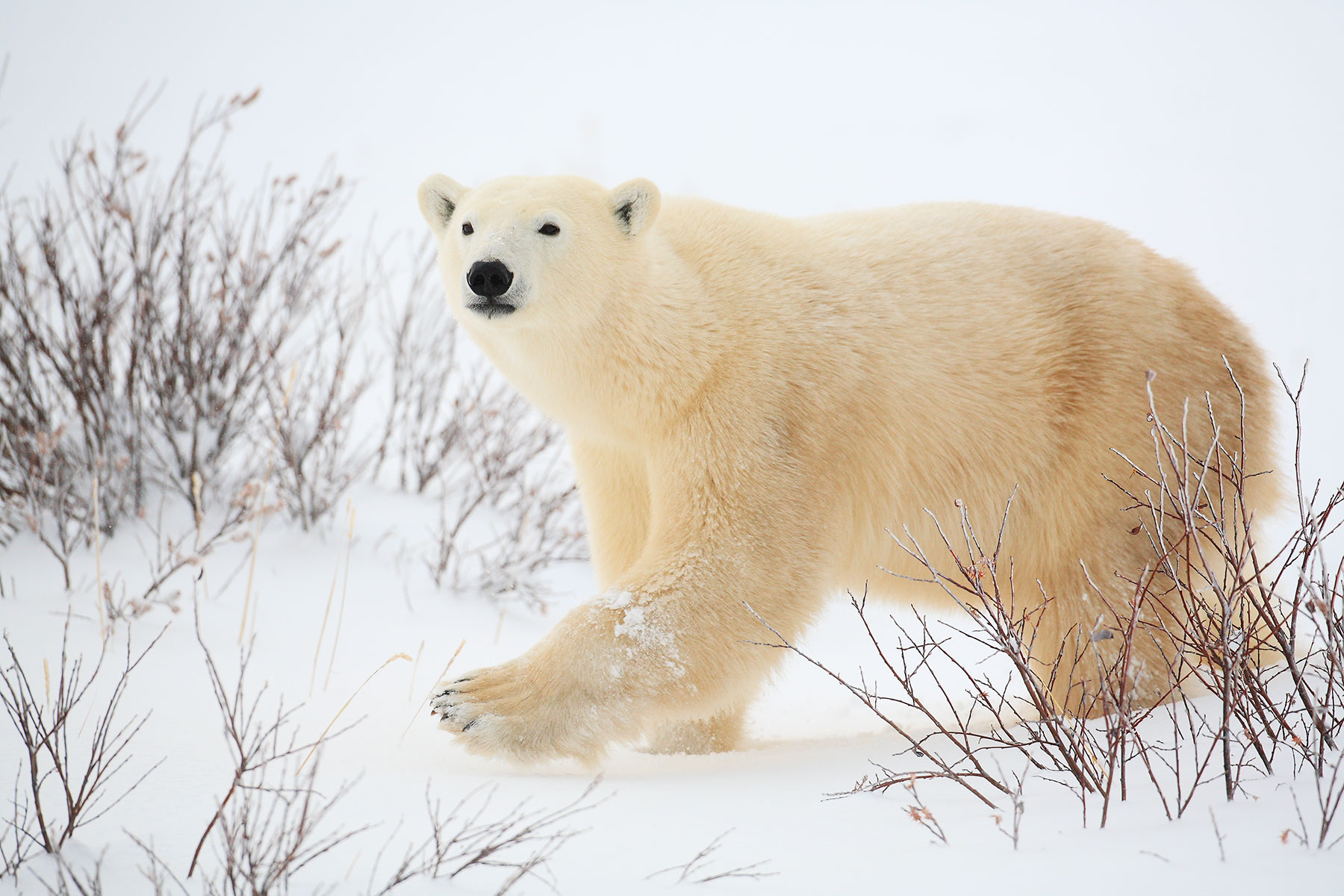 Grain shipping is for the bears: oil by rail to Churchill not worth the ...